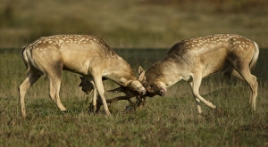 Fallow Deer (Dama dama) two bucks, fighting, during rutting season, Leicestershire, England, October