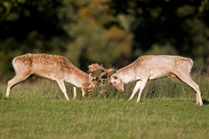 Aggression Prints: Fallow Deer (Dama dama) two bucks