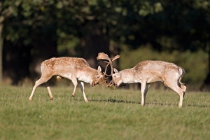 Fallow Deer (Dama dama) two bucks, fighting, during rutting season, Suffolk, England, october