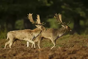 Walk Prints: Fallow Deer (Dama dama) two bucks