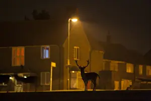 Estates Prints: Fallow Deer (Dama dama) bucks, silhouetted on urban estate at night