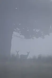 Fallow Deer (Dama dama) two bucks, standing under oak tree in fog, Suffolk, England, September