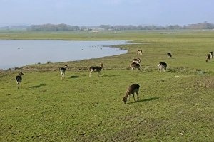Water Meadows Prints: Fallow Deer (Dama dama) dark form