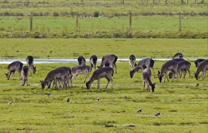 Lap Wing Prints: Fallow Deer (Dama dama) dark form