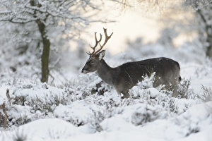 Fallow Deer (Dama dama) dark form, mature buck, standing amongst snow covered vegetation, Cannock Chase, Staffordshire