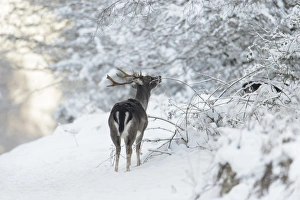 Fallow Deer (Dama dama) dark form, mature buck, feeding on bramble, standing on snow covered heathland, Cannock Chase