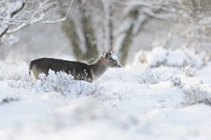 Pricket Prints: Fallow Deer (Dama dama) dark form