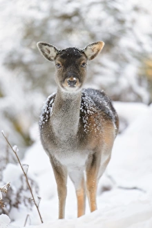 Heathland Prints: Fallow Deer (Dama dama) dark form
