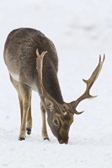 Fallow Deer (Dama dama) dark form, mature buck, feeding on snow covered grassland, Suffolk, England, January