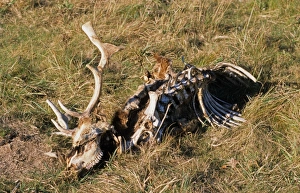 Remains Prints: Fallow Deer (Dama dama) dead buck