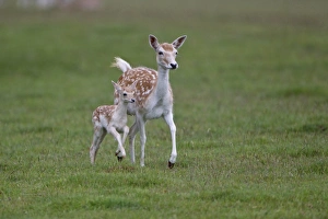 Running Prints: Fallow Deer (Dama dama) doe with fawn