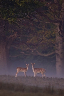 Fawns Prints: Fallow Deer (Dama dama) doe and fawn