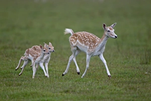 Running Prints: Fallow Deer (Dama dama) doe with two fawns