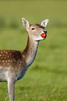 Apples Prints: Fallow Deer (Dama dama) doe, feeding on windfall apple, Suffolk, England, october