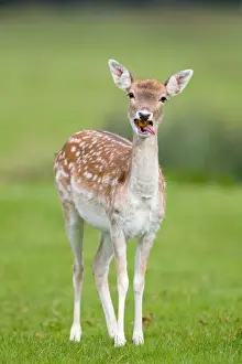 Fallow Deer (Dama dama) doe, feeding on windfall apple, Suffolk, England, october