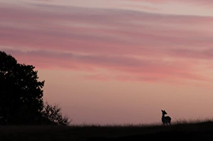 Sun Rise Prints: Fallow Deer (Dama dama) doe, silhouetted at sunrise, Kent, England, october