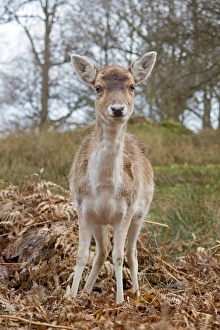 Park Lands Prints: Fallow Deer (Dama dama) doe, standing amongst bracken, Knole Park, Kent, England, february