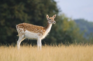 Park Lands Prints: Fallow Deer (Dama dama) doe, standing in grass