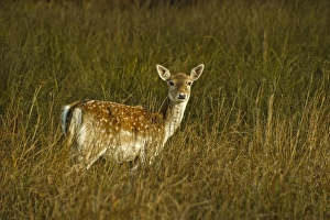 Rushes Prints: Fallow Deer (Dama dama) doe, standing amongst rushes