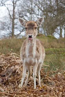 Fern Prints: Fallow Deer (Dama dama) doe, with tongue sticking out