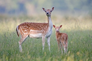 Fallow Deer (Dama dama) doe with two-week old fawn, standing in grass, Suffolk, England, june