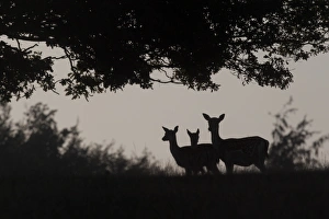 Fawns Prints: Fallow Deer (Dama dama) doe with young, silhouetted at dusk, Kent, England, september