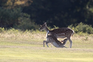 Suckles Prints: Fallow Deer (Dama dama) doe with young suckling, backlit, Kent, England, september