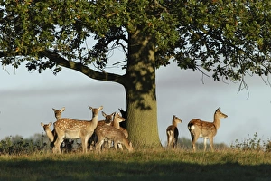 Parent Prints: Fallow Deer (Dama dama) does and fawns