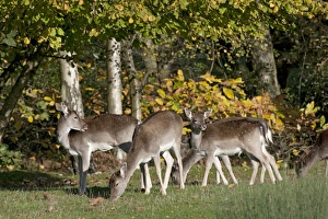 Fawns Prints: Fallow Deer (Dama dama) does with fawns