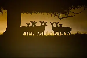 Mood Prints: Fallow Deer (Dama dama) does, group silhouetted under tree at dawn