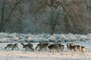 Frosted Prints: Fallow Deer (Dama dama) does, herd feeding on frosty grass at edge of woodland habitat