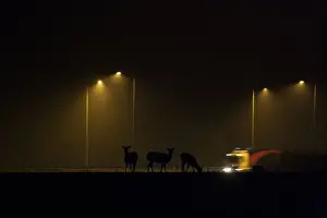 Lorries Prints: Fallow Deer (Dama dama) does, herd silhouetted beside urban road with passing traffic at night