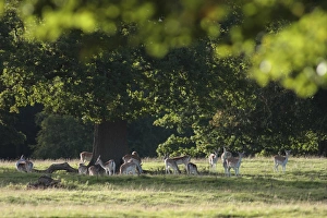 Pricket Prints: Fallow Deer (Dama dama) does and immature buck
