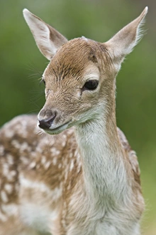 Game Prints: Fallow Deer (Dama dama) fawn, close-up of head, England, spring