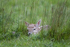 Laying Prints: Fallow Deer (Dama dama) fawn, hiding in grass