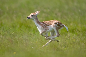 Speed Prints: Fallow Deer (Dama dama) fawn, running, Suffolk, England, june