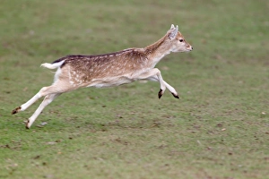 Fallow Deer (Dama dama) fawn, running, Knole Park, Kent, England, february
