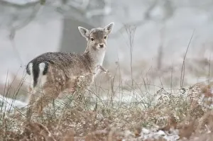 Deers Prints: Fallow Deer (Dama dama) fawn, standing in snow covered woodland during snowfall