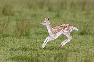 Running Prints: Fallow Deer (Dama dama) fawn, stotting, Helmingham Hall Deer Park, Suffolk, England, june