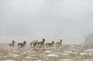 Deers Prints: Fallow Deer (Dama dama) fawns, group walking on snow covered field during snowfall