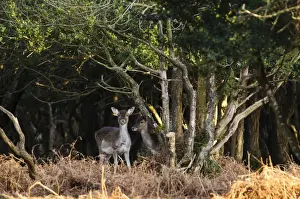 Hampshire Prints: Fallow Deer (Dama dama) two fawns