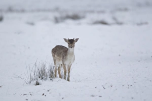 Fallow Deer (Dama dama) immature buck, standing on snow covered grassland, Suffolk, England, January