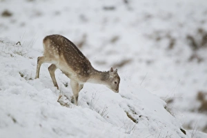 Slopes Prints: Fallow Deer (Dama dama) immature doe