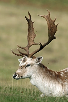 Pests Prints: Fallow Deer (Dama dama) mature buck