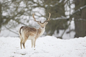 Fallow Deer (Dama dama) mature buck, standing on snow covered woodland edge, Suffolk, England, January