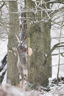 Damaging Prints: Fallow Deer (Dama dama) mature buck