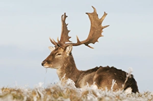 Fallow Deer (Dama dama) mature buck, resting on frosty grass, Kent, England, January