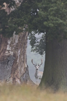 Fallow Deer (Dama dama) mature buck, standing between tree trunks, Suffolk, England, September