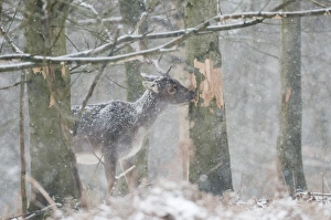 Fallow Deer (Dama dama) mature buck, feeding, stripping tree bark in snow covered woodland during snowfall, Kent