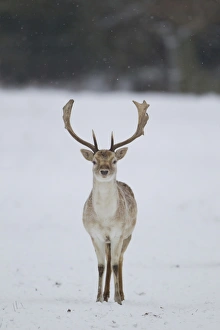 Fallow Deer (Dama dama) mature buck, standing on snow covered woodland edge, Suffolk, England, January